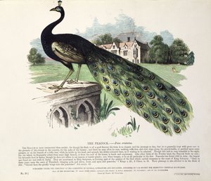 Paon (Pavo Cristatus) - English School